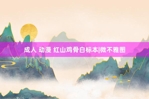 成人 动漫 红山鸡骨白标本|微不雅图